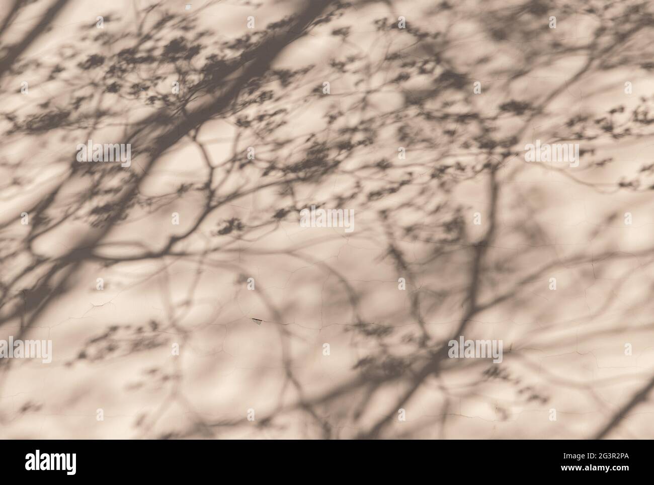 Abstract background photo with shadows of tree branches over concrete wall Stock Photo