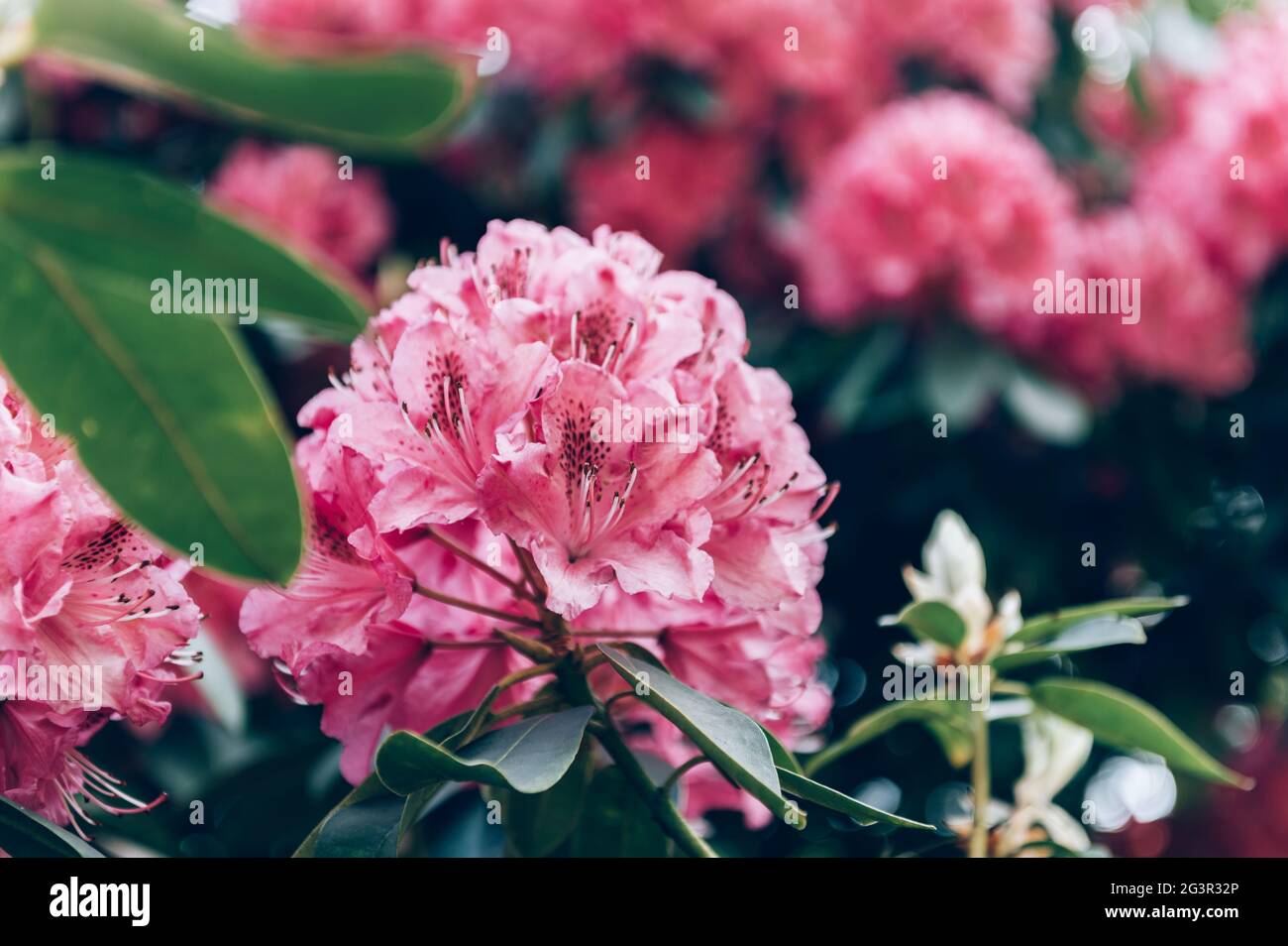 Pink Rhododendron in Beautiful Garden Stock Photo - Alamy