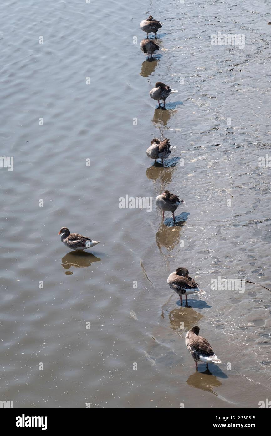 Eine tanzt aus der Reihe. Enten-Kette. Stock Photo