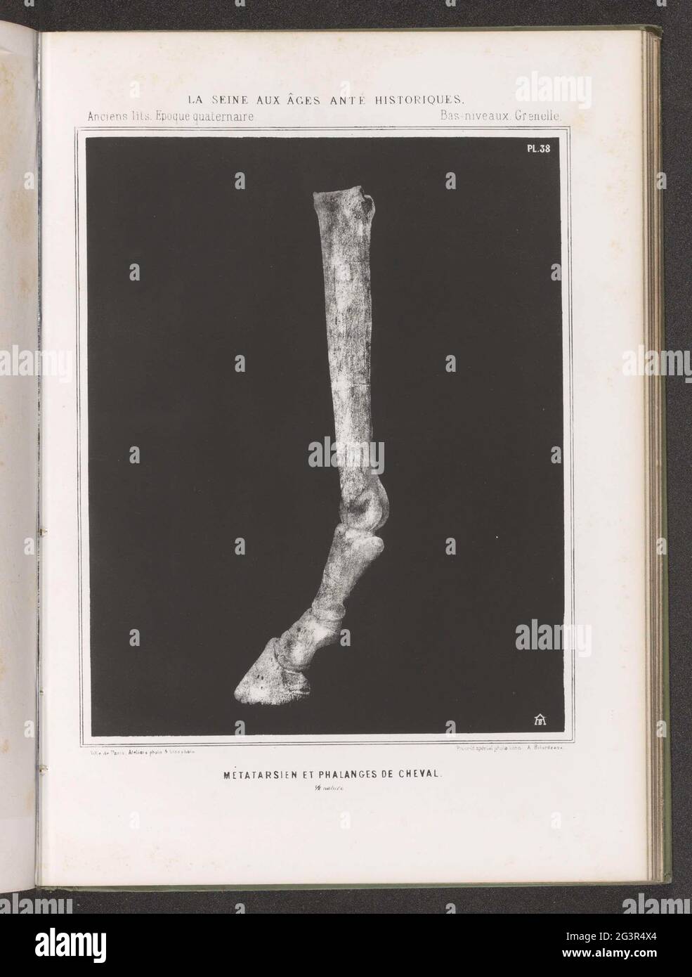 Bones from the leg of a horse; Métatarsien et Phalanges de Cheval. 1/2 ...