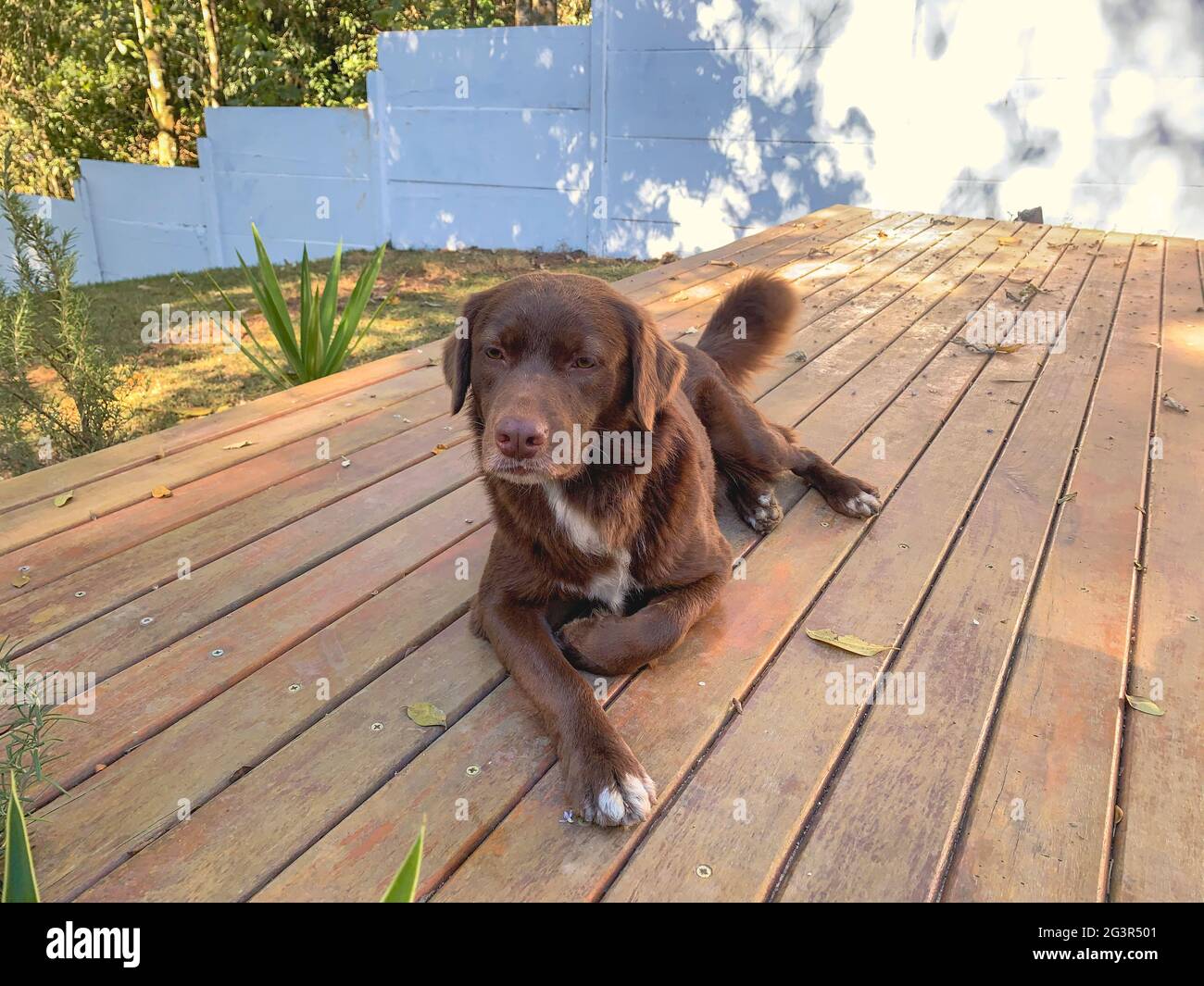 Baby Brown Labs