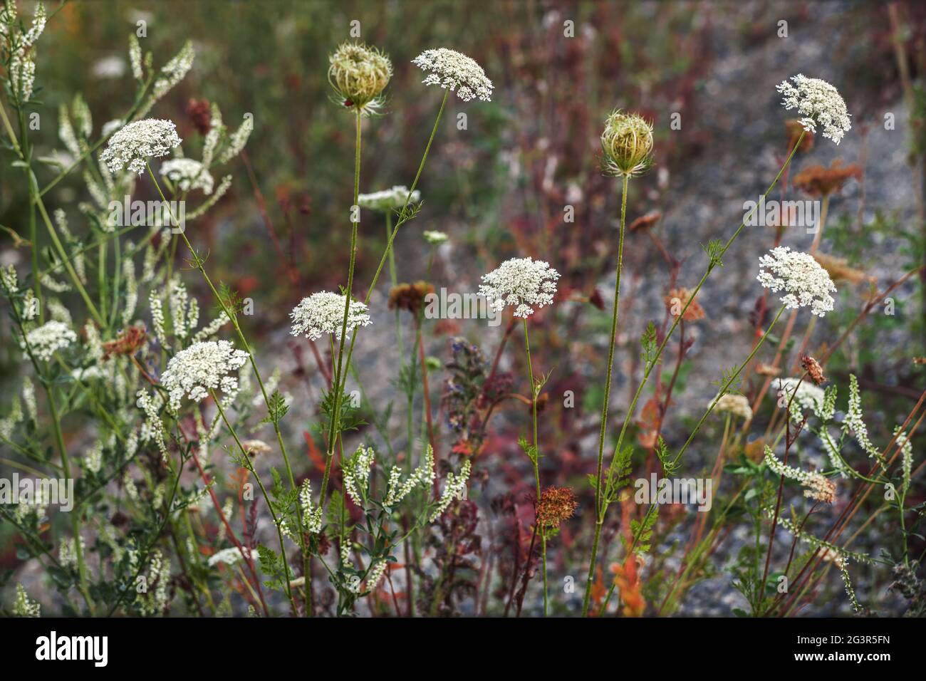 Plants of caraway Stock Photo