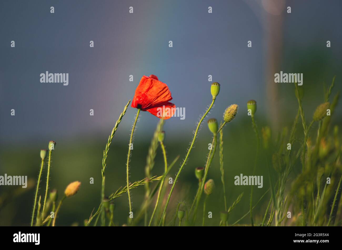 Moody selective focus close up of red poppy flowers growing in a field ...