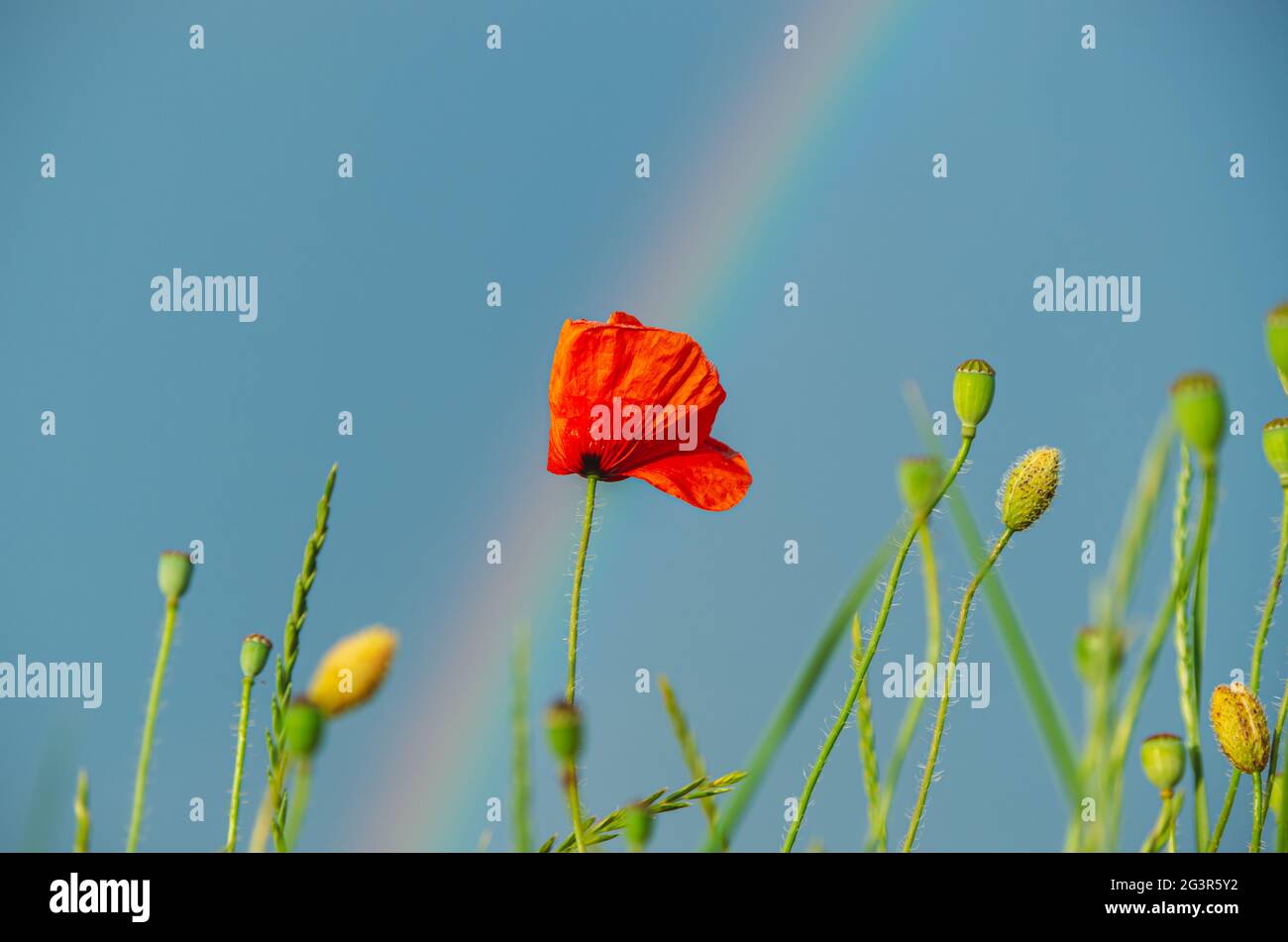 Bright scenery of red poppy flower lit by golden evening light, during summer rain, with rain drops on petals, partial rainbow and blue sky backround Stock Photo