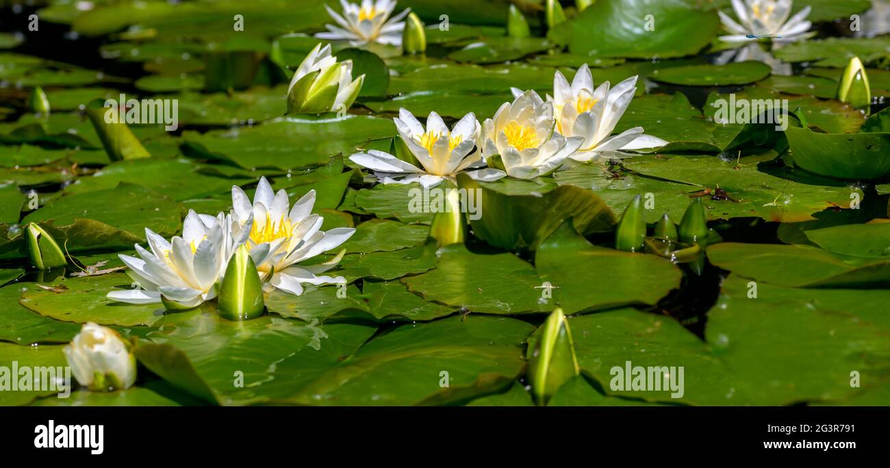 Water covered by blossoms and leaves of white pond lilies in sunshine at Tulln, Austria Stock Photo