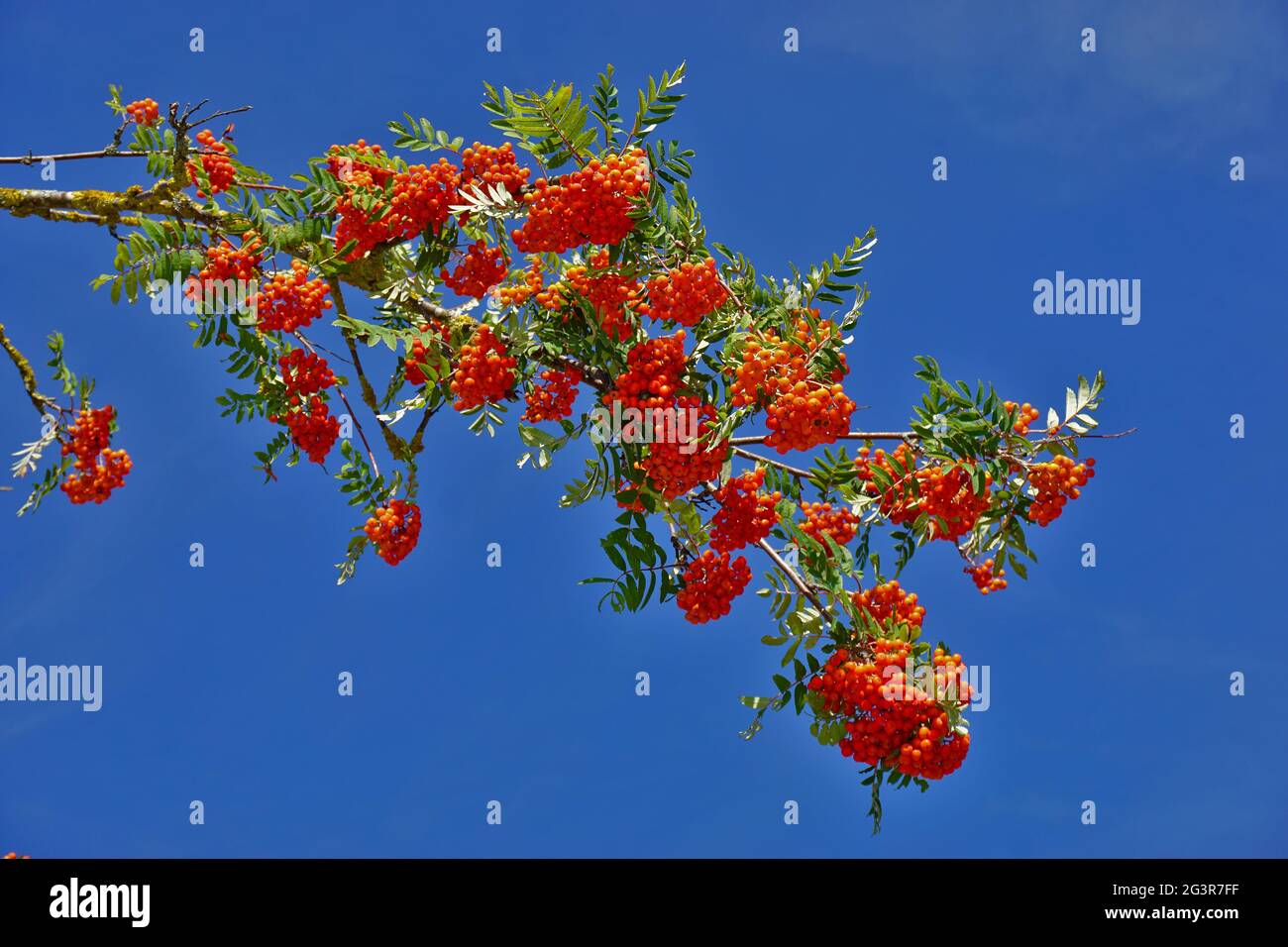 European rowan, mountain ash, rowan tree, sorb Stock Photo Alamy