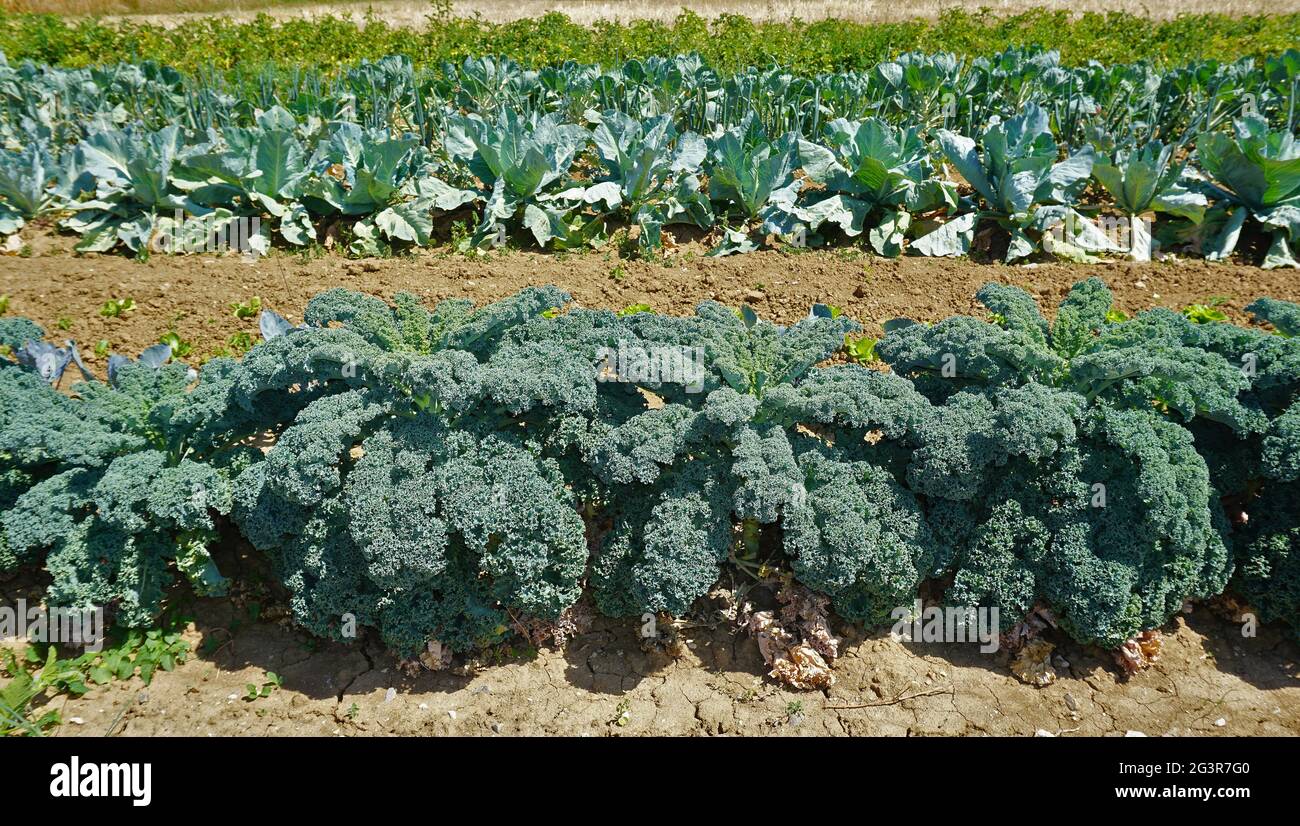 Kale, colewort, borecole, kail, curly kale Stock Photo Alamy