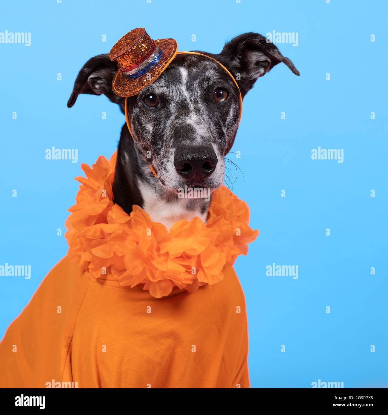 dog with football shirt Stock Photo - Alamy