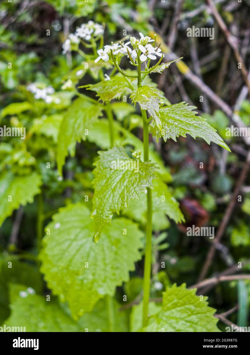 Garlic mustard or Alliaria petiolata is an edible plant, a wild