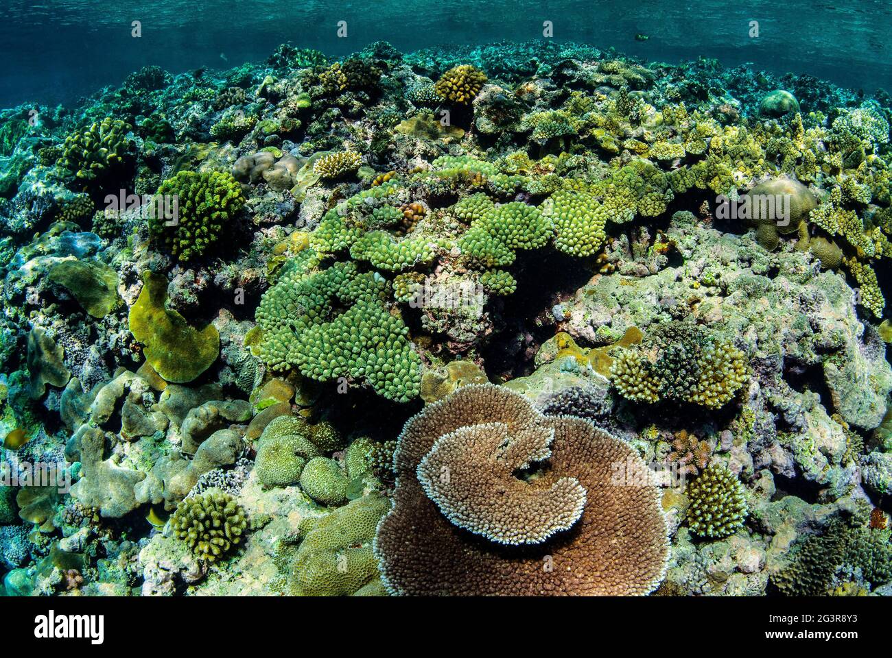 Shallow hard coral reef, Solomon Islands Stock Photo