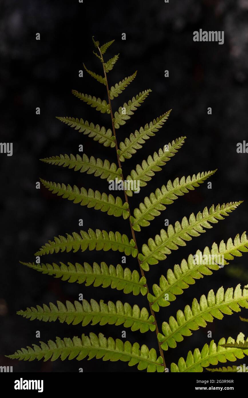 Ferns grow in the shade of a charred longleaf pine tree at the Weeks Bay Pitcher Plant Bog in Alabama on June 16, 2021. Controlled burns help maintain Stock Photo