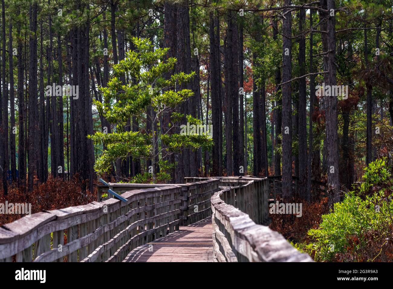 A boardwalk winds through flame-scarred longleaf pine trees at the Weeks Bay Pitcher Plant Bog and Kurt G. Wintermeyer Nature Trail in Alabama. Contro Stock Photo