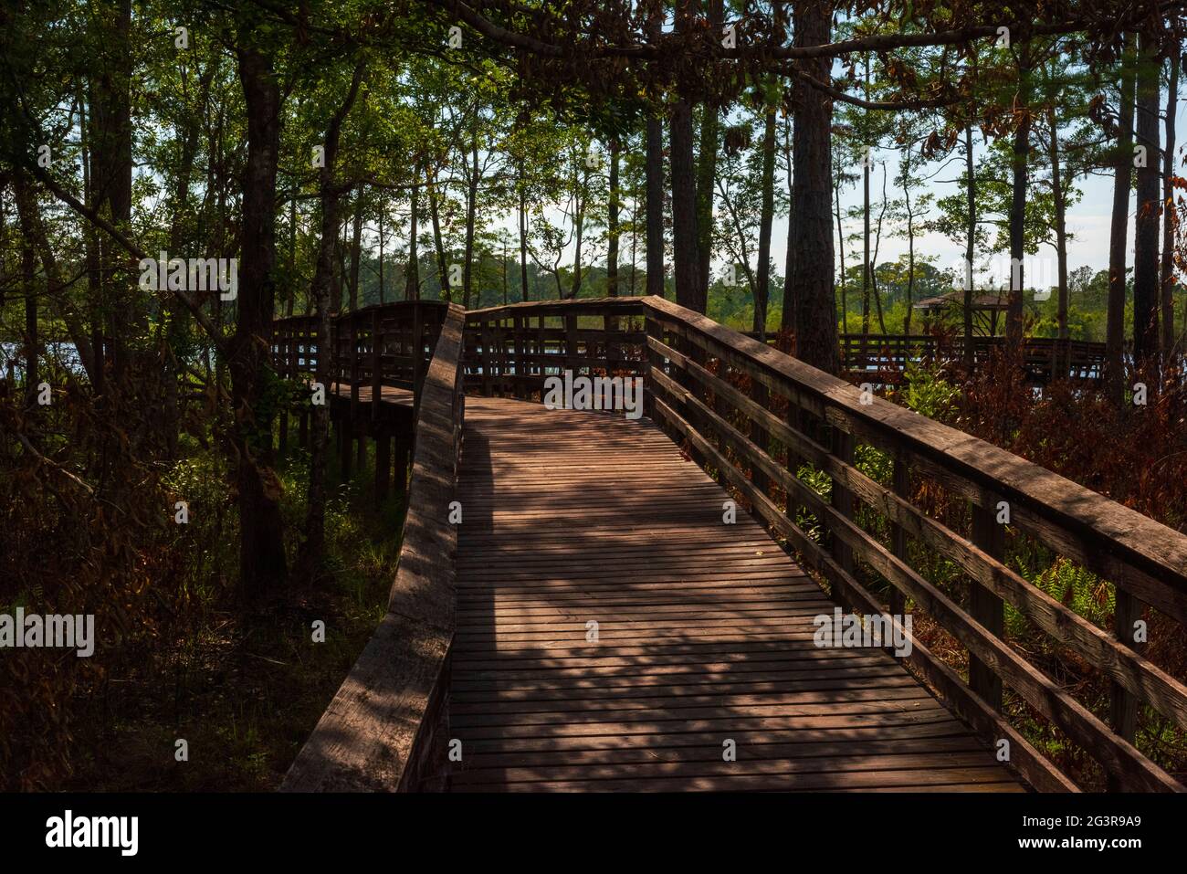 A boardwalk winds through flame-scarred longleaf pine trees at the Weeks Bay Pitcher Plant Bog and Kurt G. Wintermeyer Nature Trail in Alabama. Contro Stock Photo