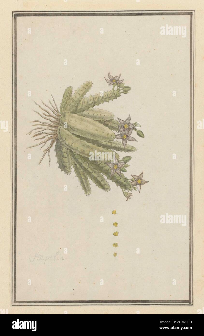 Piaranthus geminatus (Masson) N.E. Br.(Milkweed). Piaranthus geminatus (Masson) N.E. Br. Stock Photo