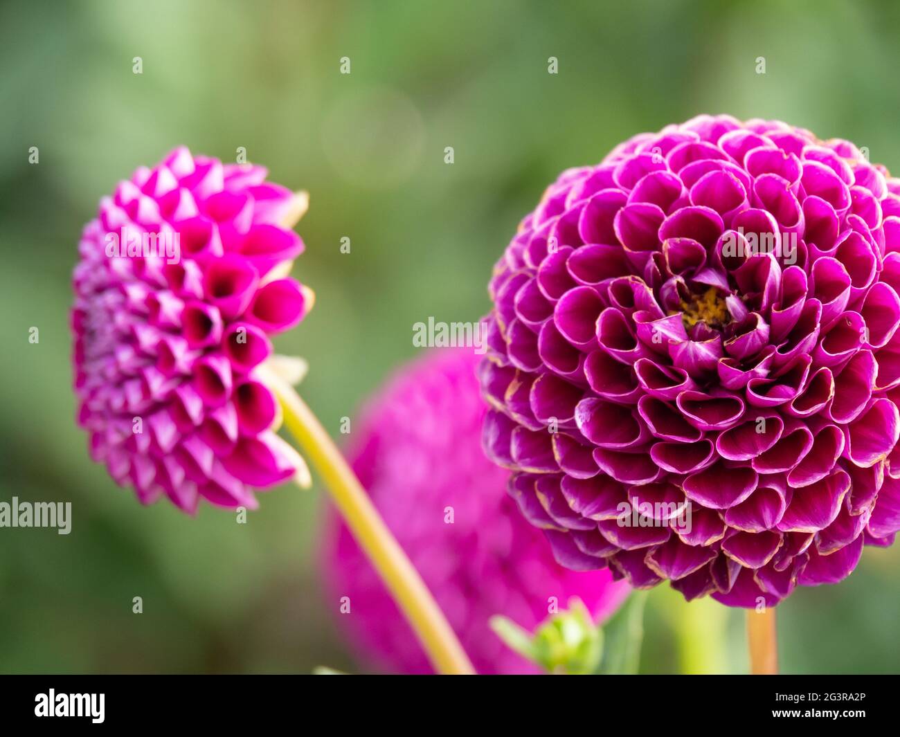 Dahlias dahlias hi-res stock photography and images - Alamy
