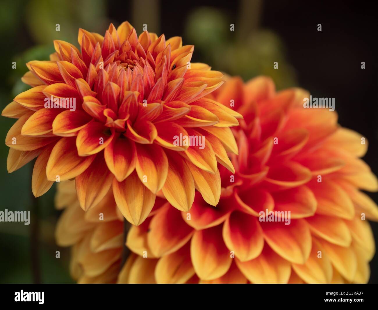 Dahlias dahlias hi-res stock photography and images - Alamy