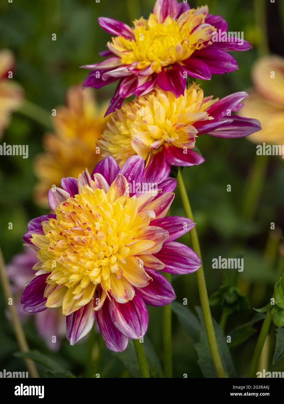 Garden with dahlias hi-res stock photography and images - Alamy