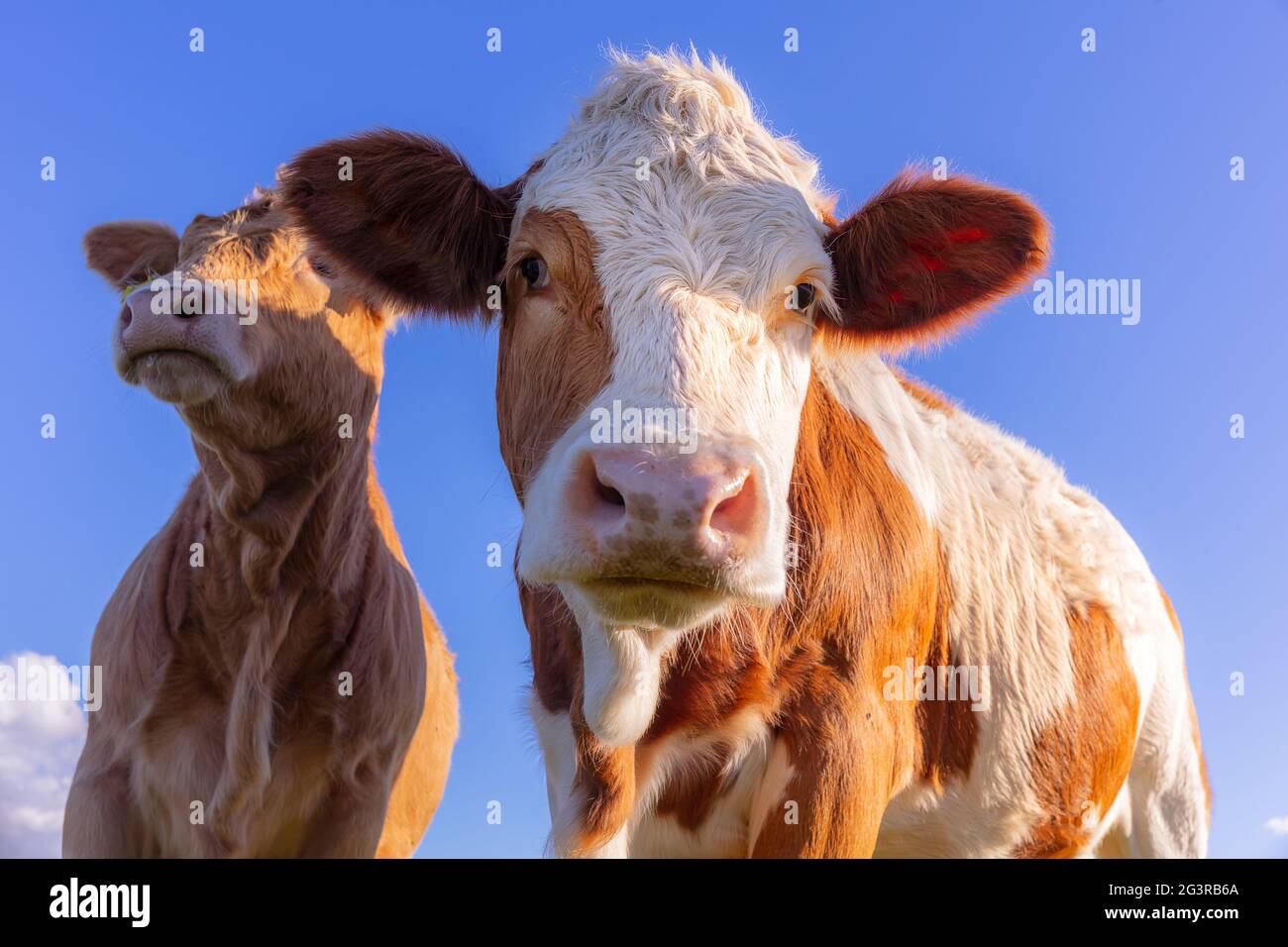 Calf breeding young calves / baby calves / cow in the open air, cattle