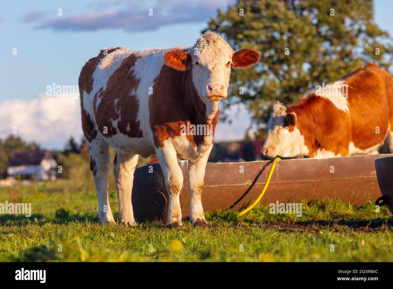 Calf rearing: young calves / heifers / cow in the open air, cattle breeding, rearing, green nature Stock Photo