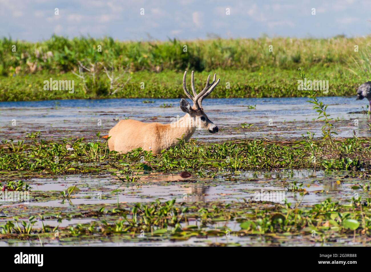 Marsh deer (Blastocerus dichotomus) in Esteros del Ibera, Argentina Stock Photo
