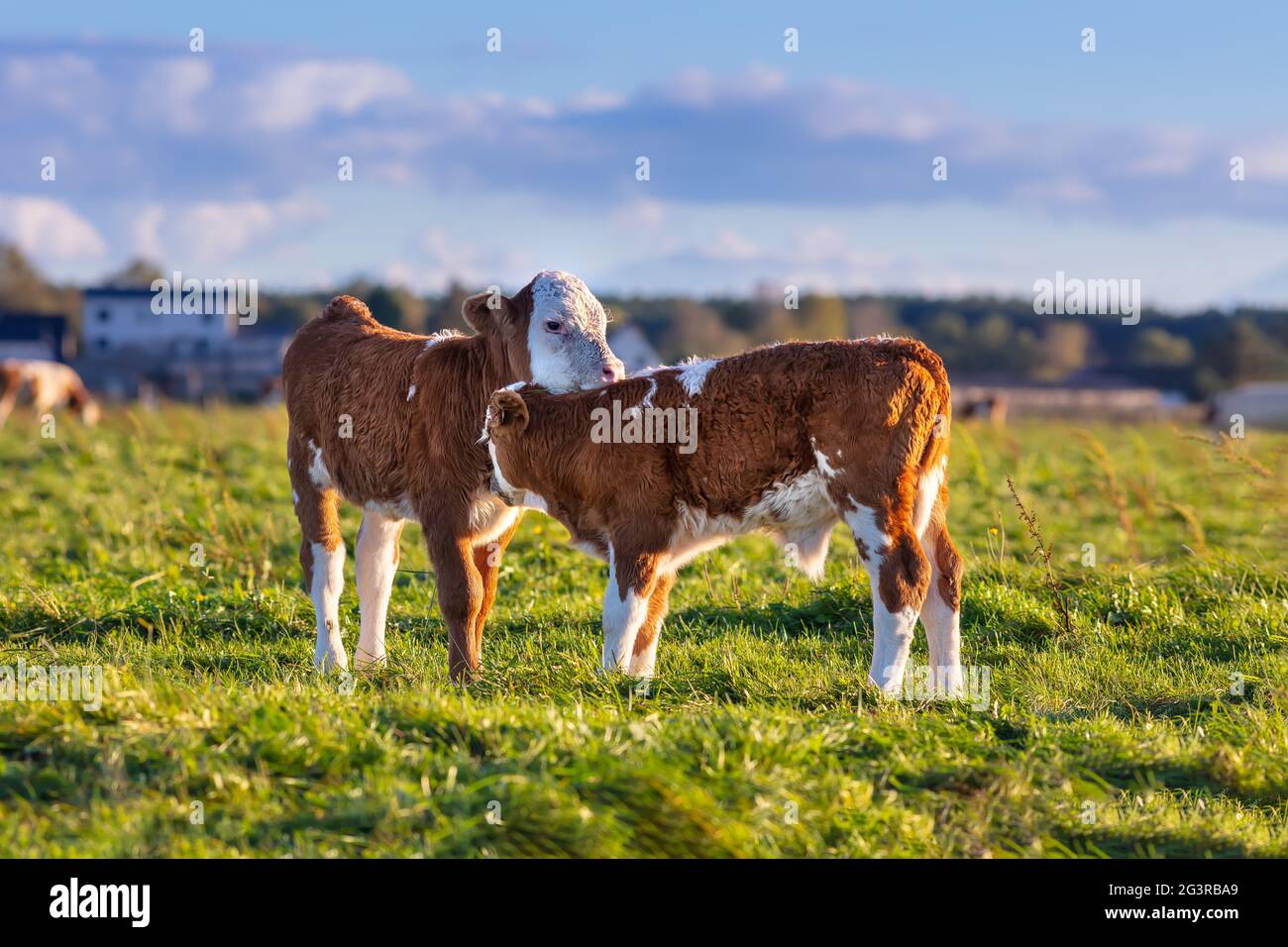 Calf breeding young calf / baby calf / cow in the open air, cattle