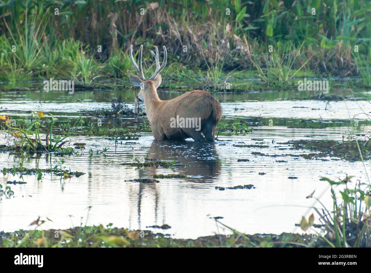 Marsh deer (Blastocerus dichotomus) in Esteros del Ibera, Argentina Stock Photo