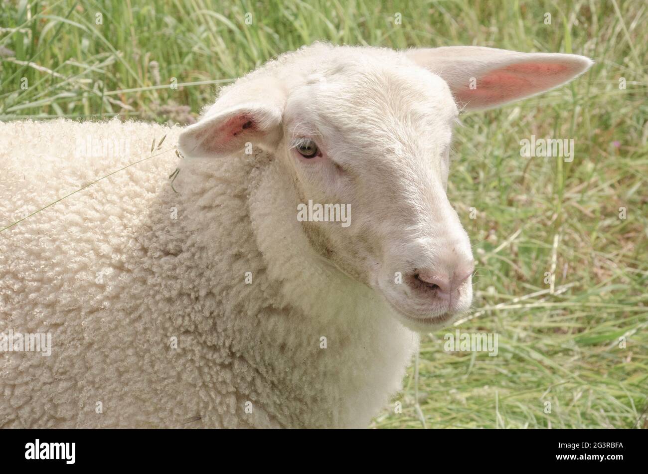 Schaf auf einer Wiese Stock Photo