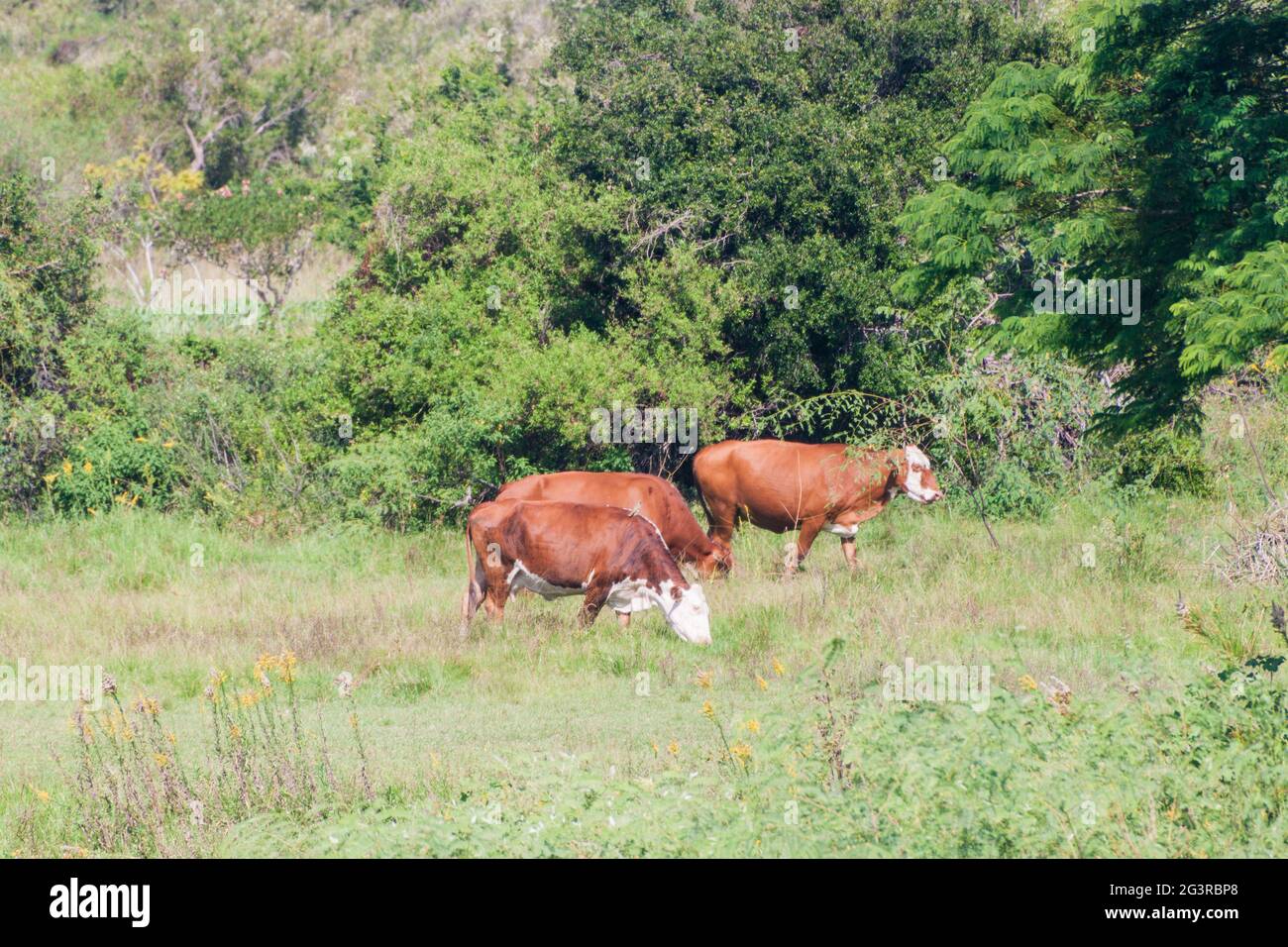 Cows in Colonia Carlos Pellegrini in Esteros del Ibera, Argentina Stock Photo