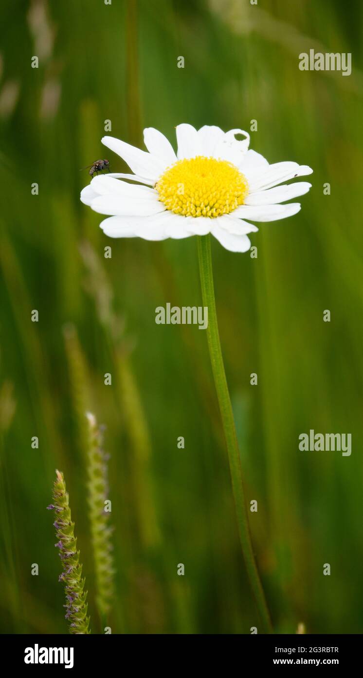 Oxeye daisy (Leucanthemum Vulgare) growing wild on Salisbury Plain chalklands, Wiltshire Stock Photo
