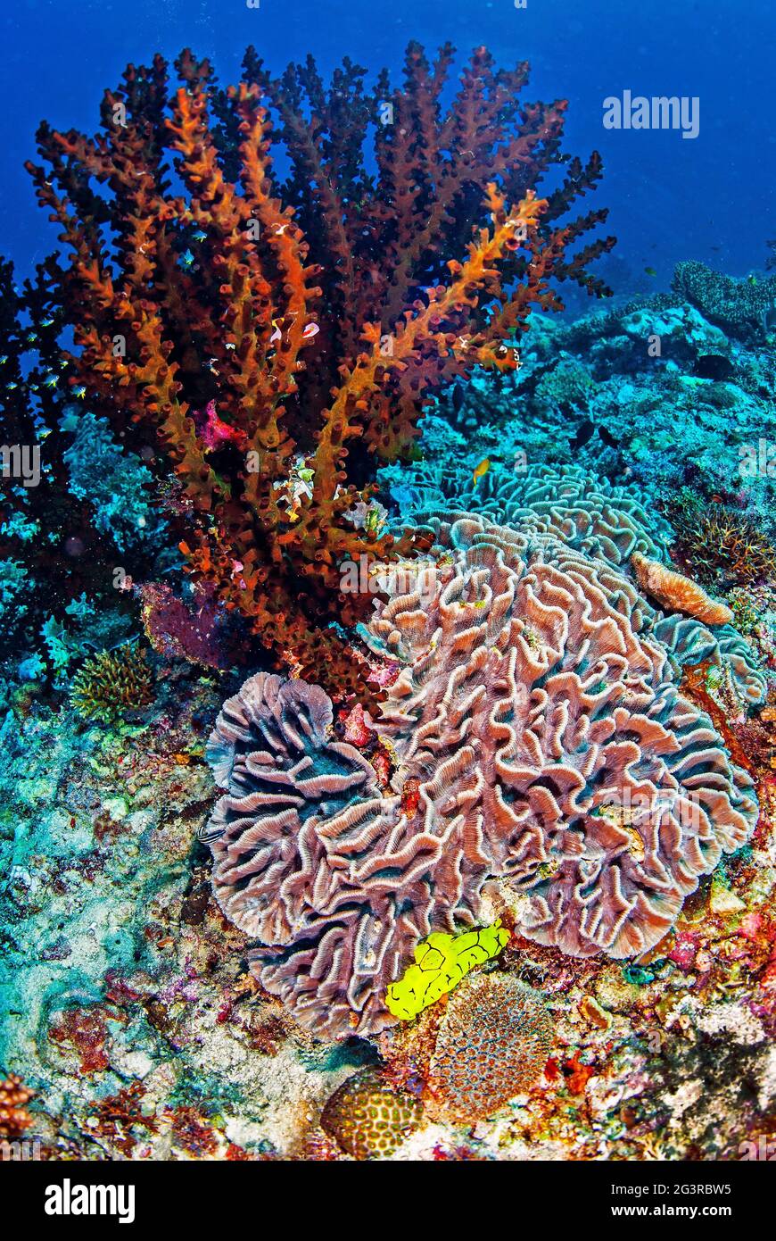 Red hard coral, lettuce coral in foreground, Solomon Islands Stock