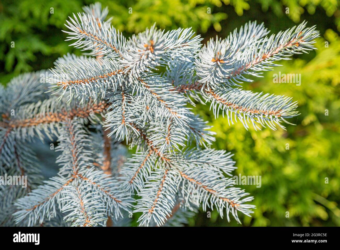 Texture of green needle conifer tree Stock Photo