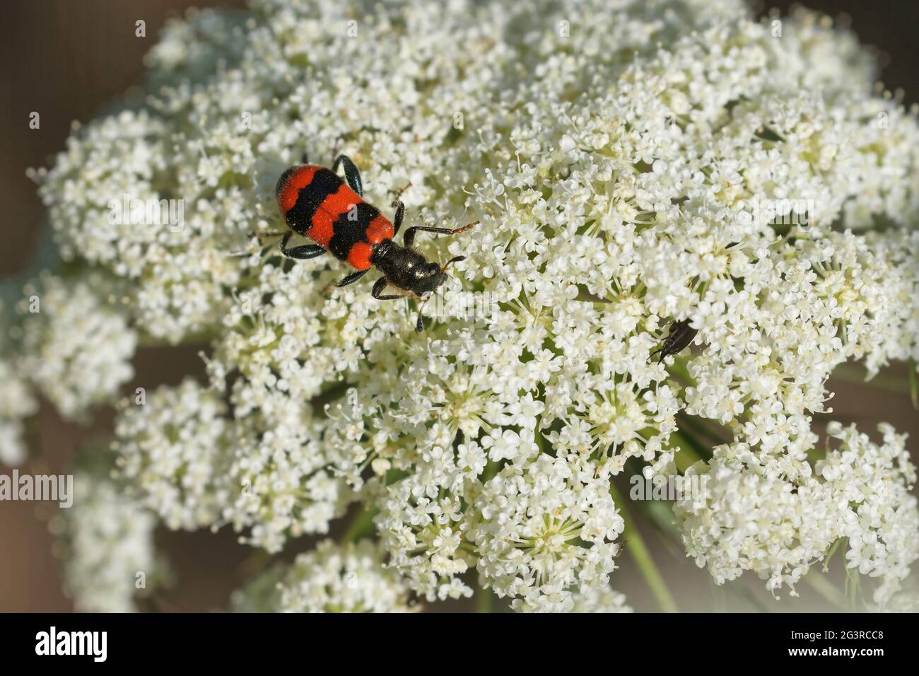 Shaggy bee beetle on a wild carrot Stock Photo