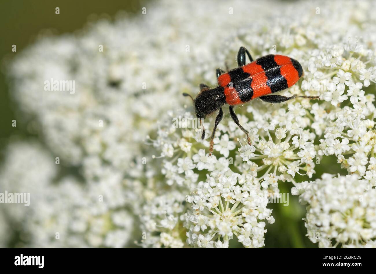 Shaggy Bee Beetle Stock Photo