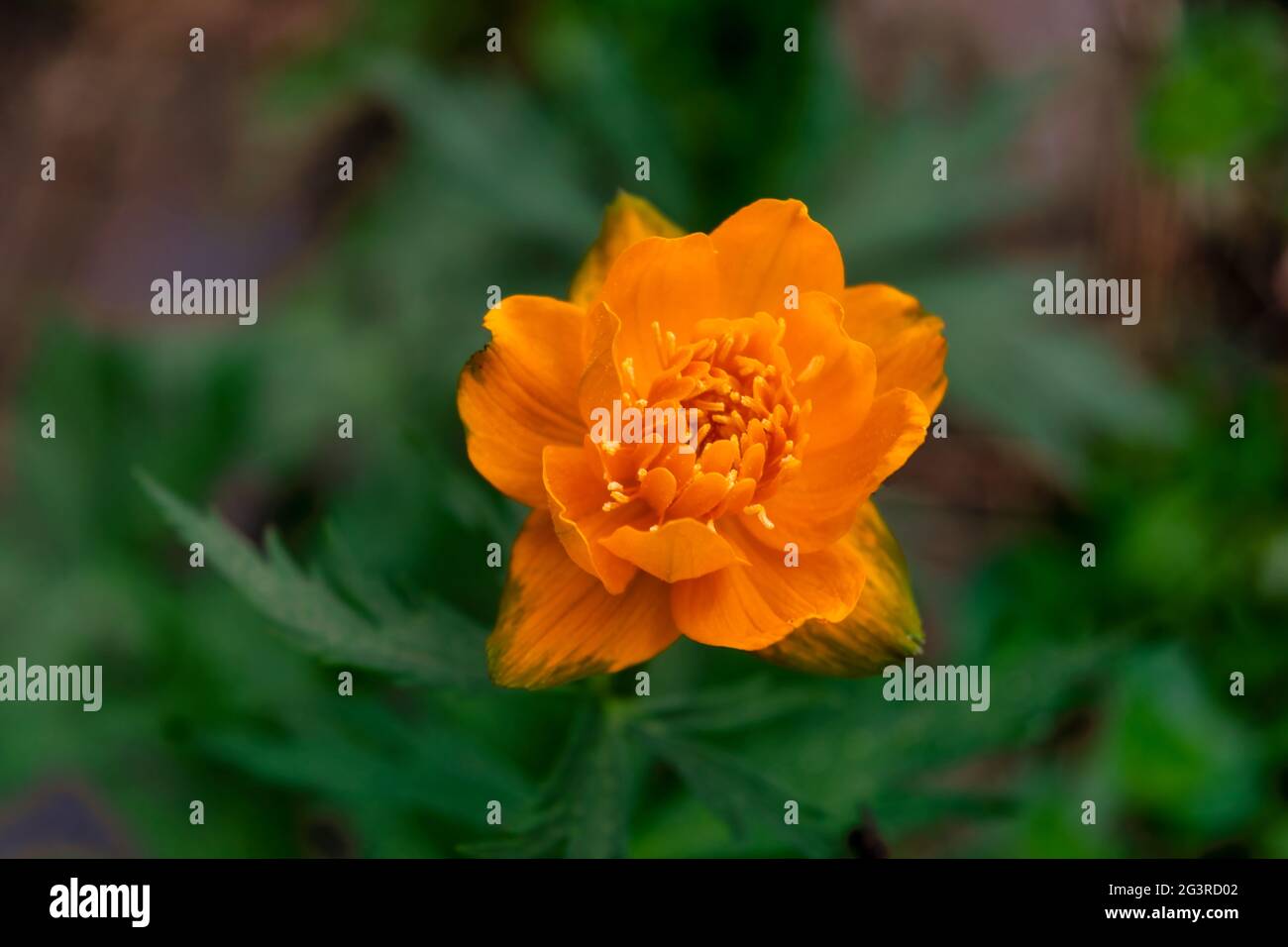 Orange flowers of Asian Globeflower Trollius asiaticus on a blurred background. Selective focus. Stock Photo