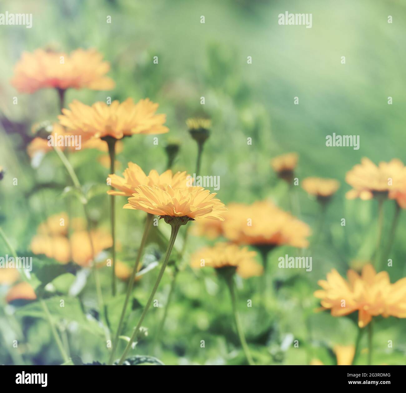 Nature background with spring flowers. Selective and soft focus Stock ...