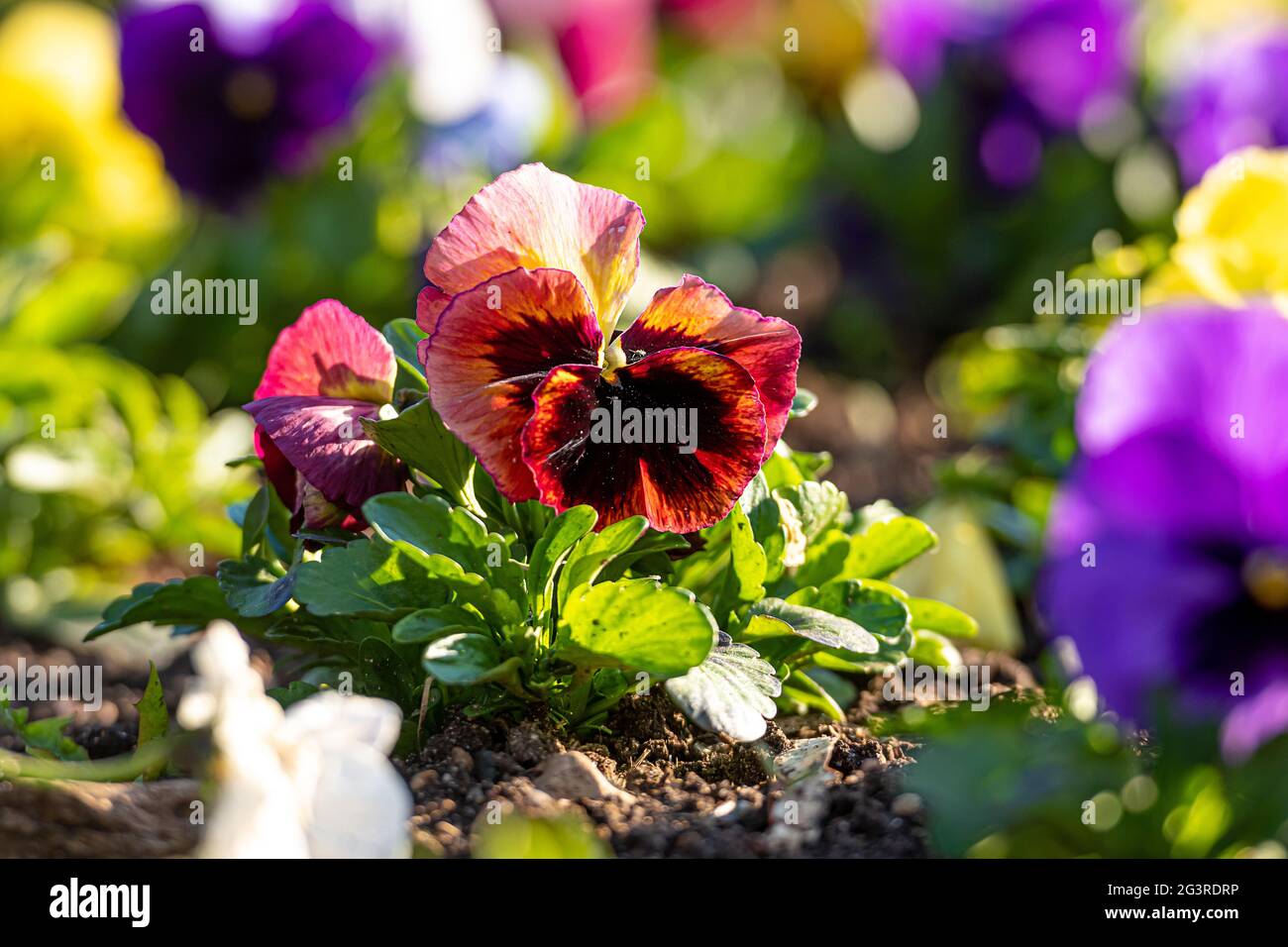 flower bed with colorful pansies in the spring morning sun, close-up ...