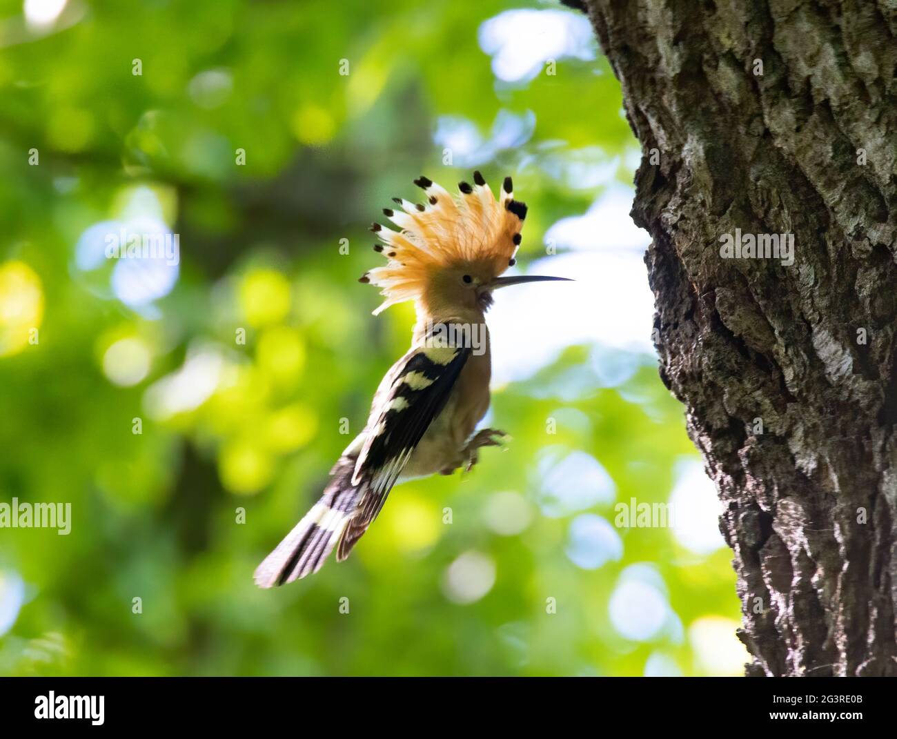 Beautiful Hoopoe carries food to the female nest, the best photo. Stock Photo