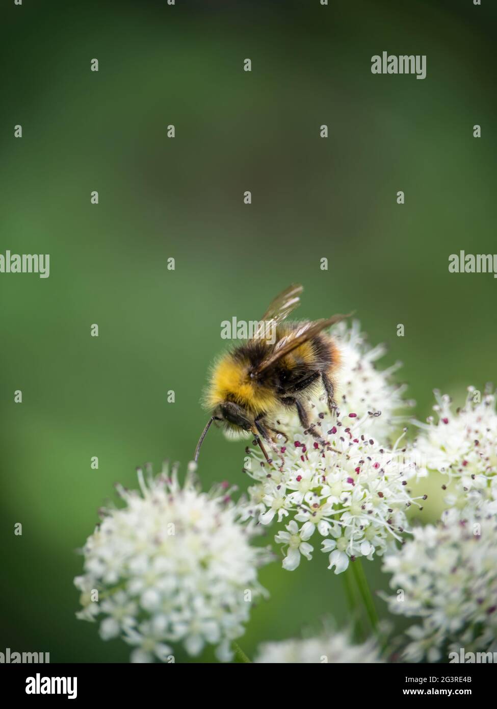 Male Early-nesting bumblebee aka Bombus pratorum on Hemlock flower. Pollination. Stock Photo