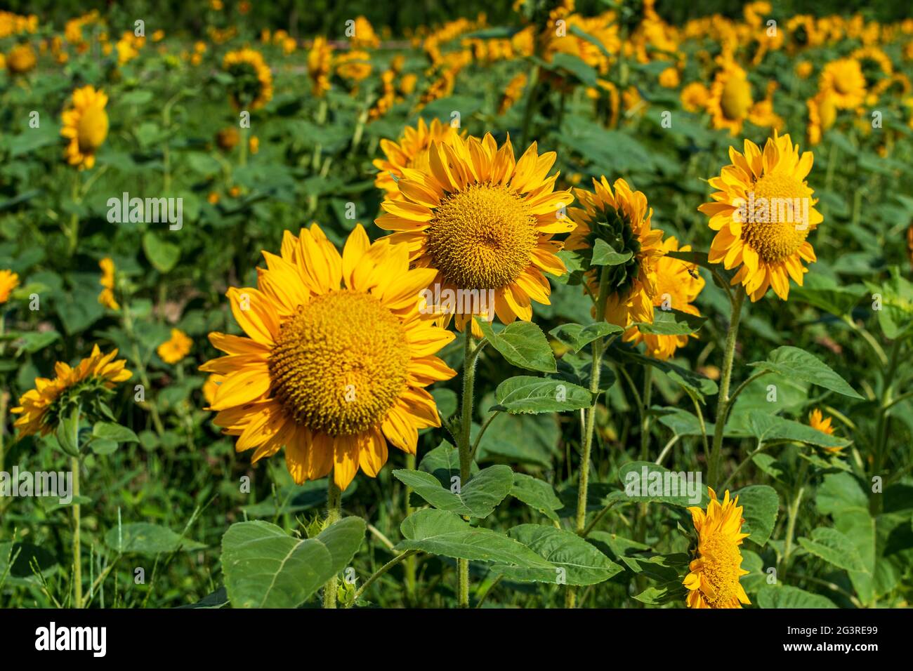 Helianthus annuus, common sunflower field at Coastal Ridge Farm