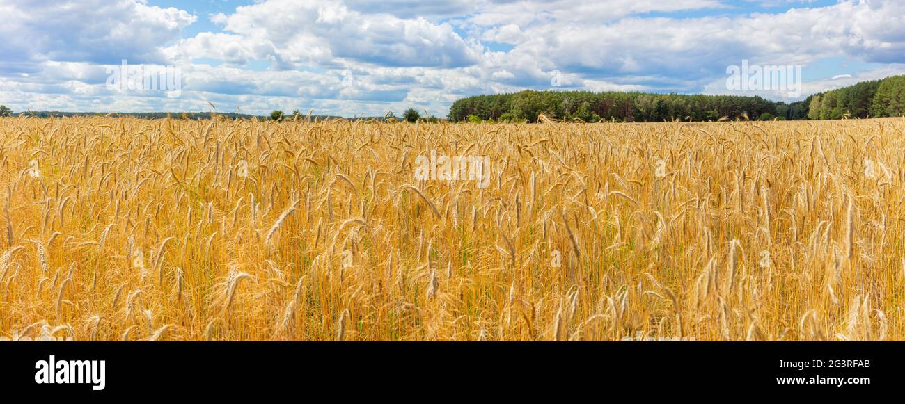 Cultivation land hires stock photography and images Alamy