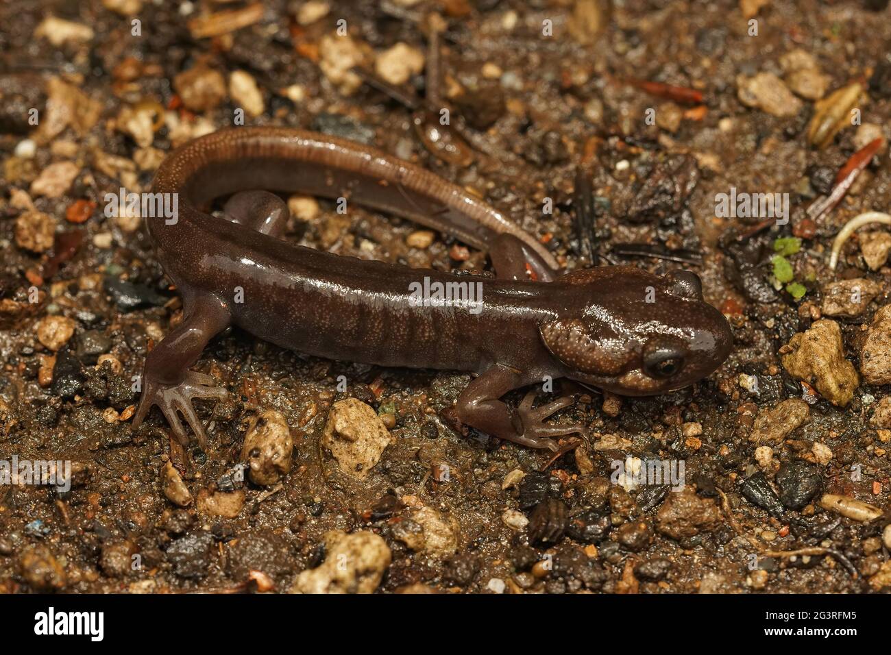 Closeup shot of a brown juvenile northwestern salamander, Ambystoma gracile on a wed springtime Stock Photo