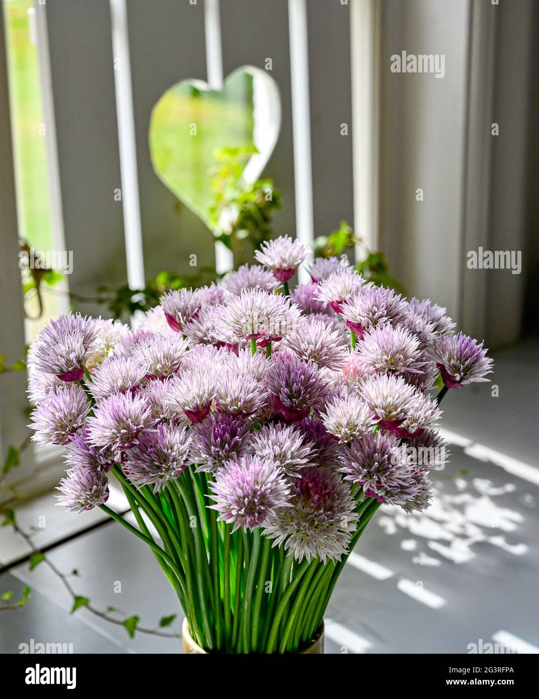 Chives growing in a pot hi-res stock photography and images - Alamy