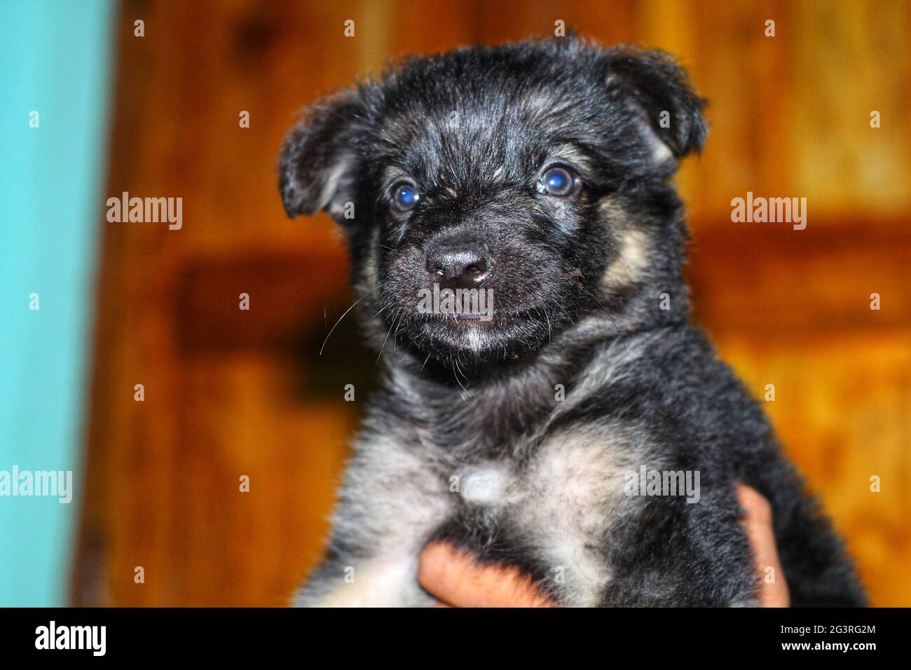 Closeup shot of a cute little black puppy Stock Photo - Alamy