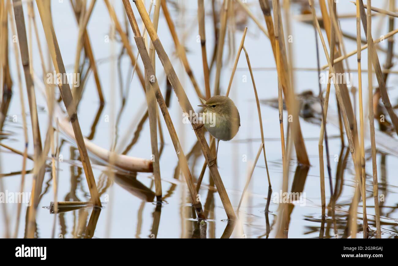 Common chiffchaff sitting on a reed stalk above the water, the best photo. Stock Photo