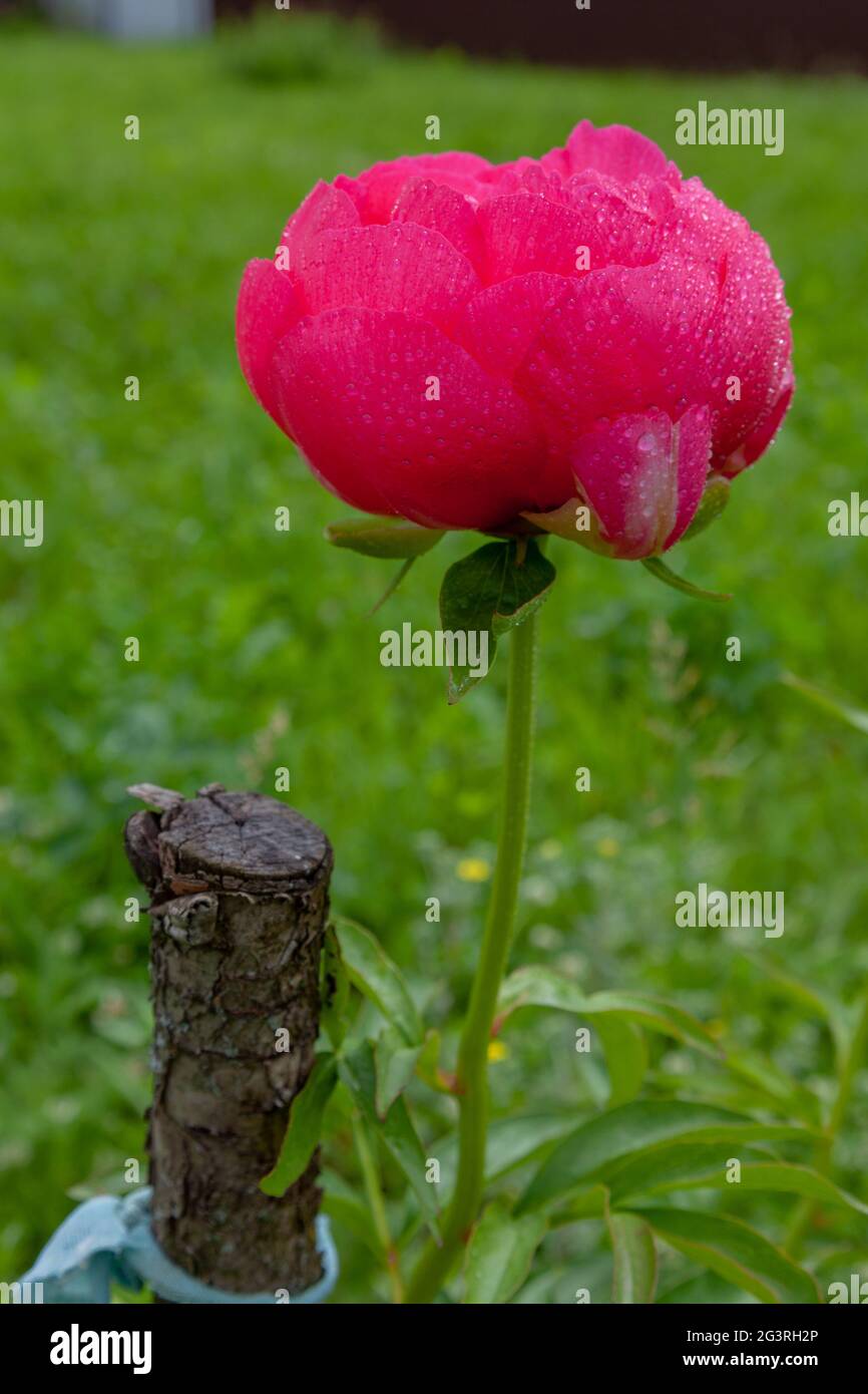Large pink peony bud covered with dew drops. Stock Photo