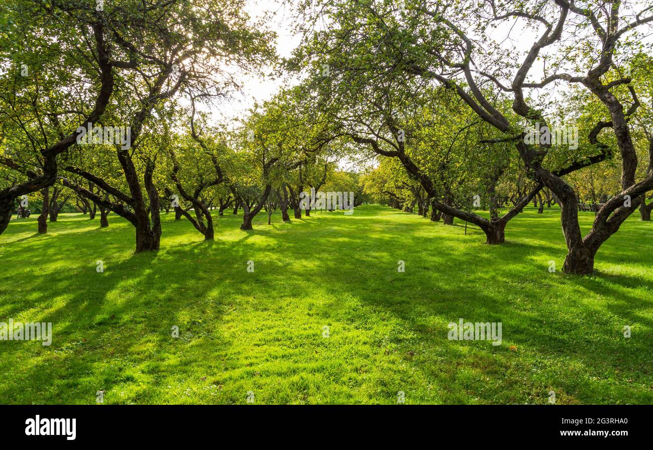 Beautiful pathway with sunlight hi-res stock photography and images - Alamy
