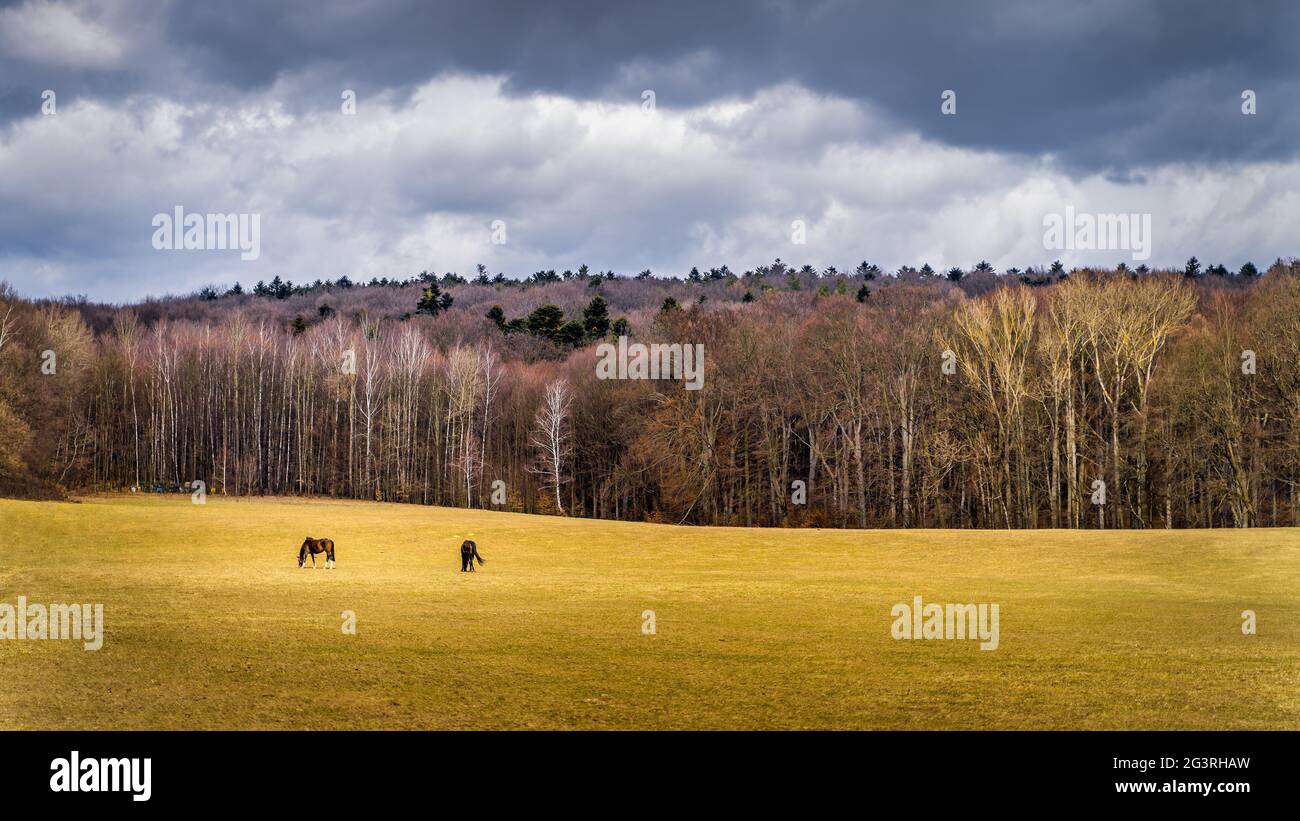 Two beautiful chestnut horses grazing on meadow with autumn forest in ...