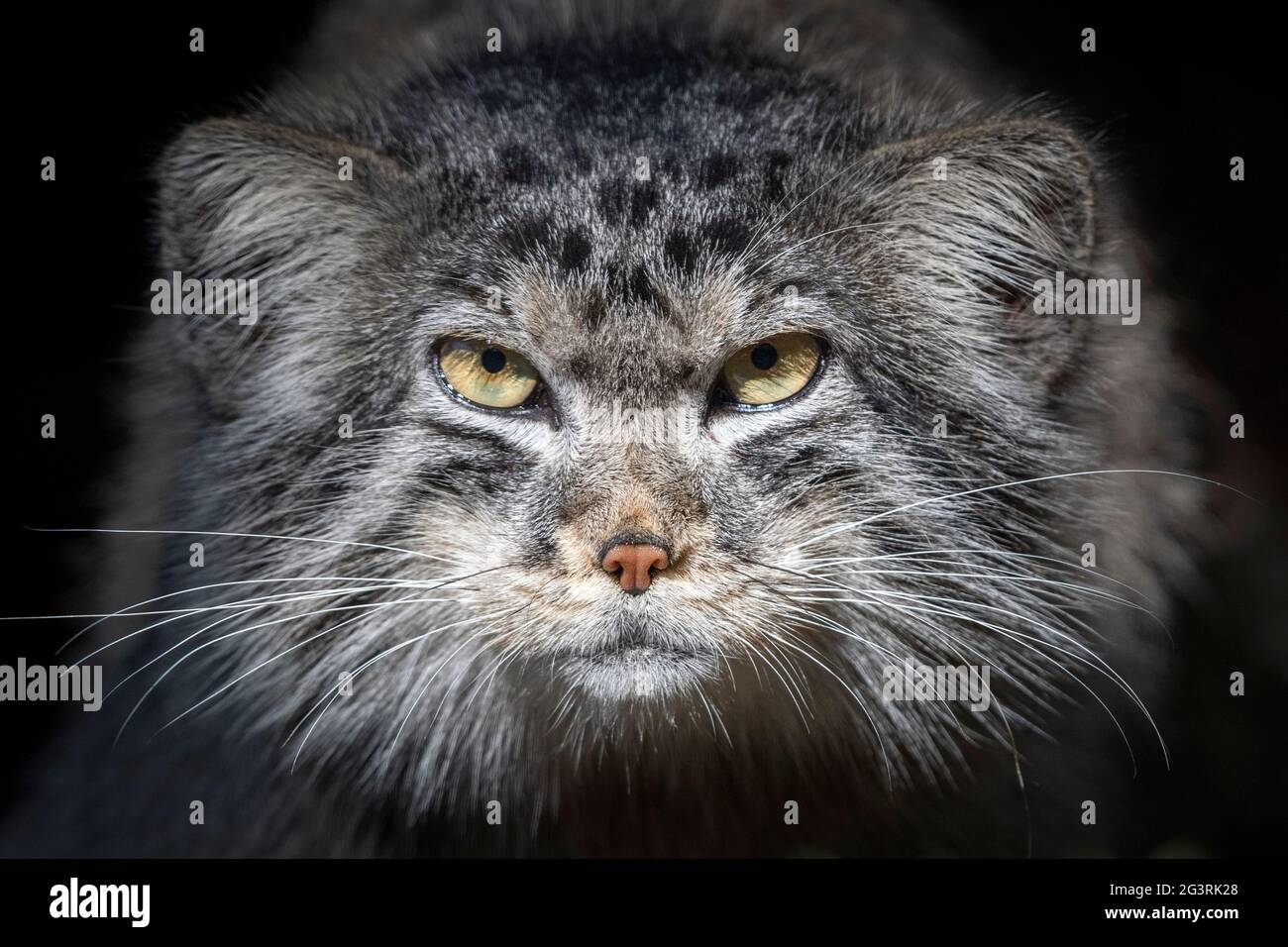 Pallas cat staring into camera, with dark background Stock Photo
