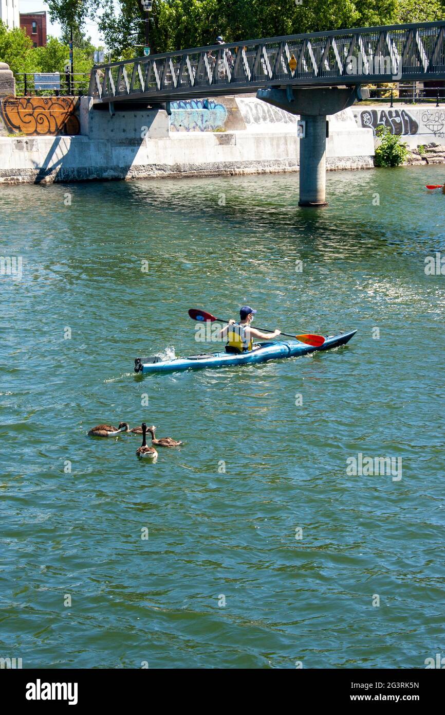 A kayak passes a family of geese on the Lachine Canal in Montreal under the Atwater Market footbridge Stock Photo