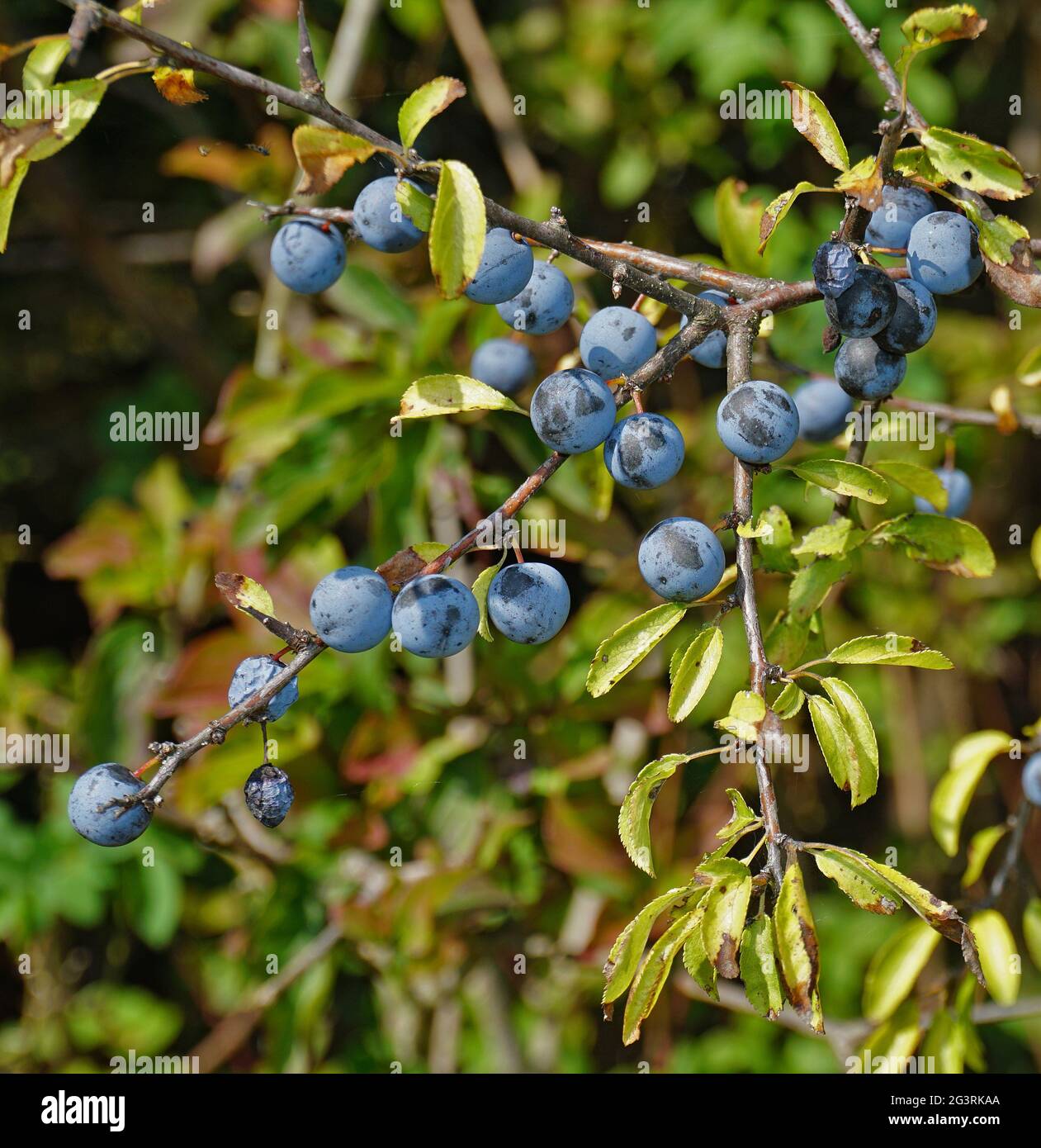 Black sloe hi-res stock photography and images - Alamy